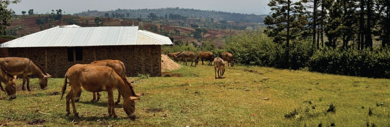 Ripple effect Kenya 14 format image