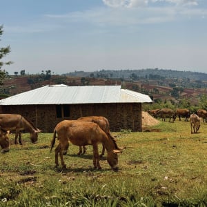 Ripple effect Kenya 14 format image